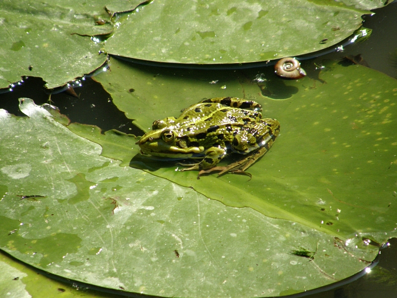 Frosch im Pool