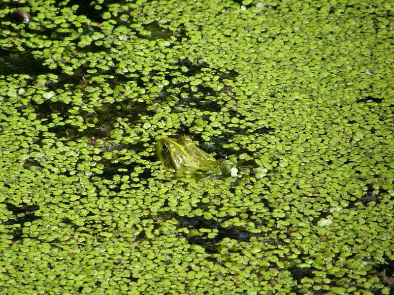 Frosch in Wasserlinsen