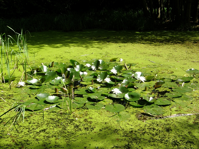 Seerosen und Wasserlinsen