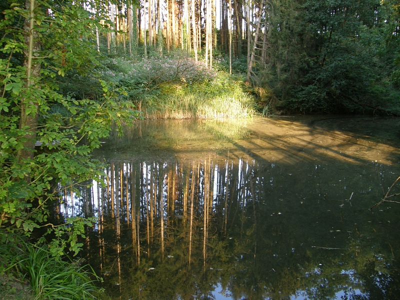 Spiegelung und Springkraut