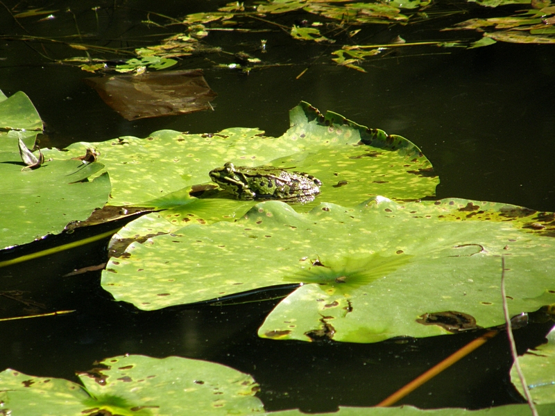 Frosch seitlich