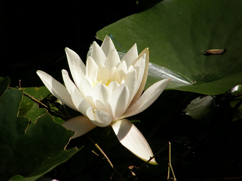 Seerose, mit Blteninnerem