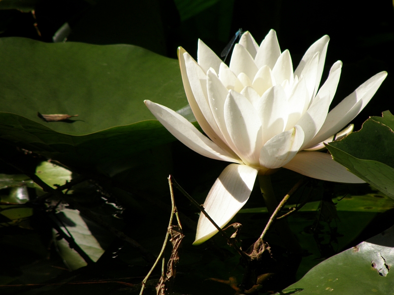 Seerose in der Sonne