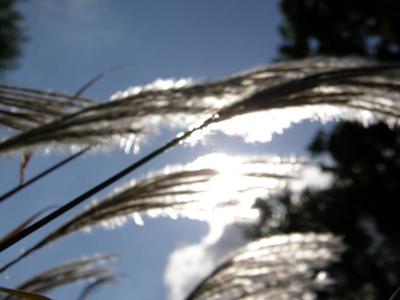 Dolden im Gegenlicht