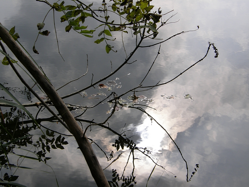 Zweige und Licht