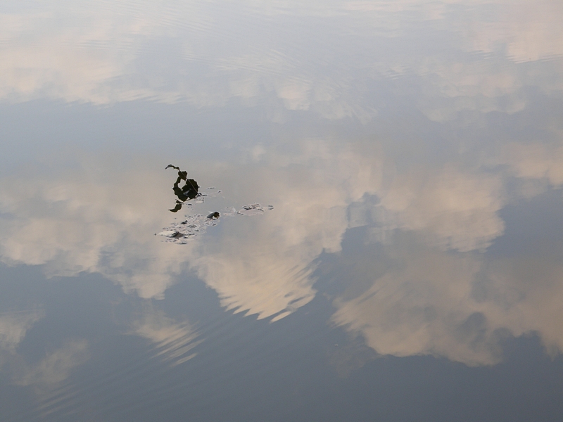 Bltter im Wasser