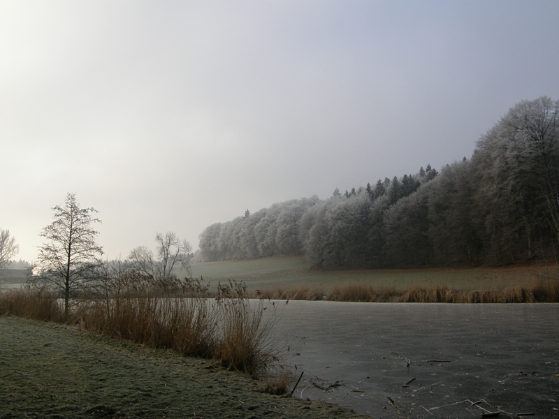 Kalte Weite mit Baum