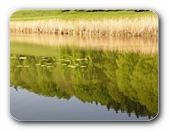 Am Lanzenreuter Weiher