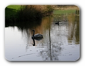 Schwan am Lanzenreuter Weiher