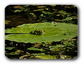 Frosch beim Sonnenbad