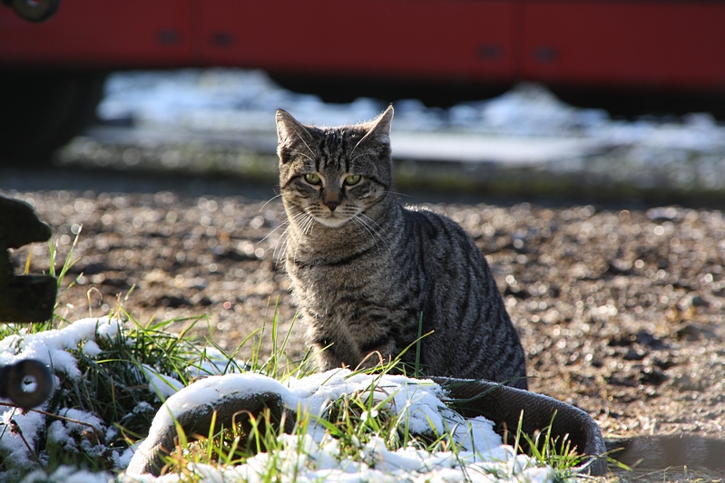 sitzende Katze