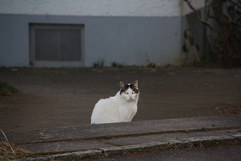 Katze im Zwielicht