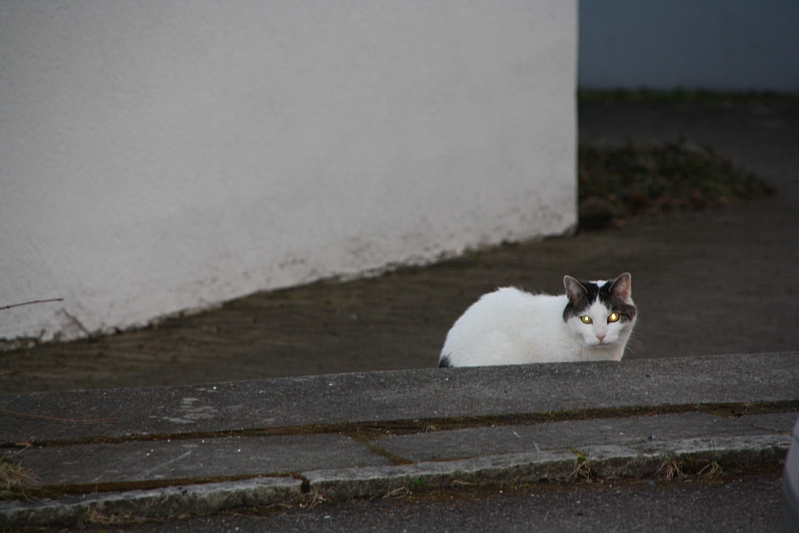 Katze mit Reflektoraugen