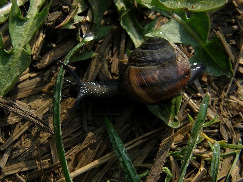 Schnecke