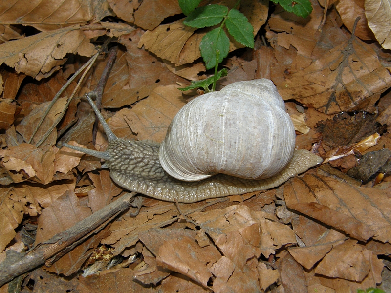 Weinbergschnecke