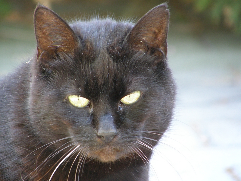 Katze, nah, mit grnen Augen