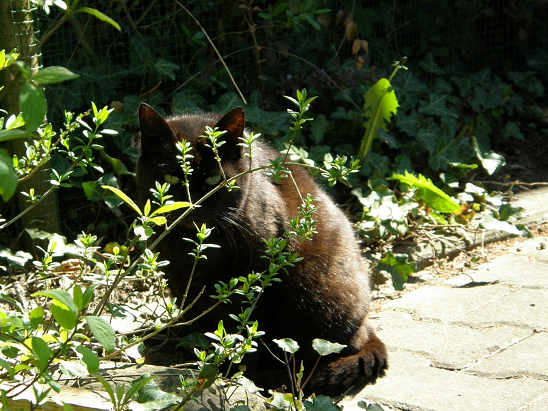 Katze hinter Zweigen