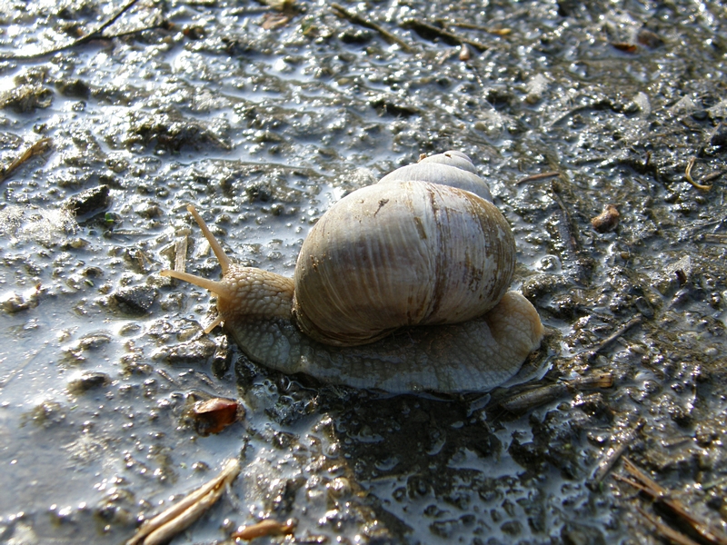 Schnecke am Boden