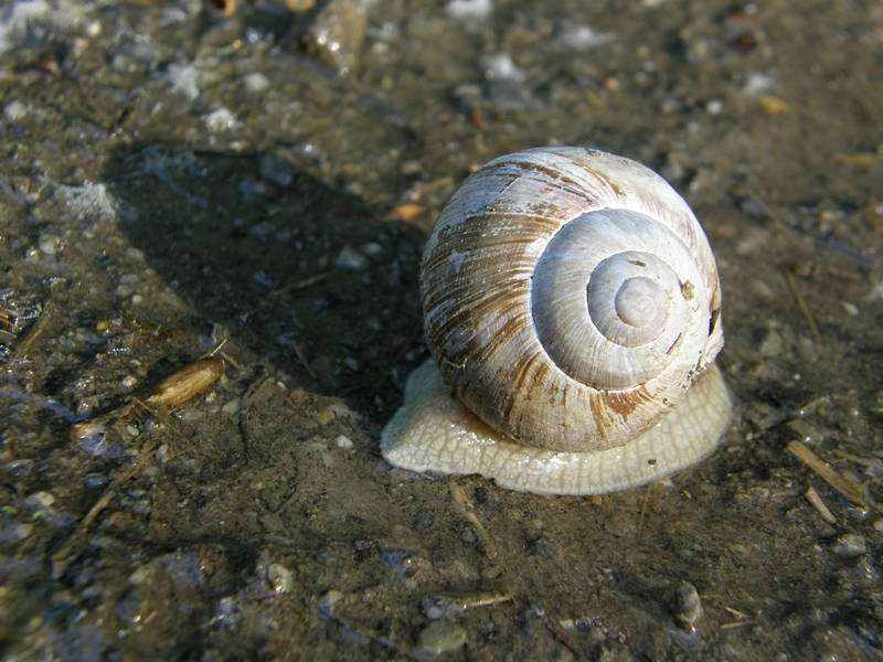 Weinbergschnecke, sich zurckziehend