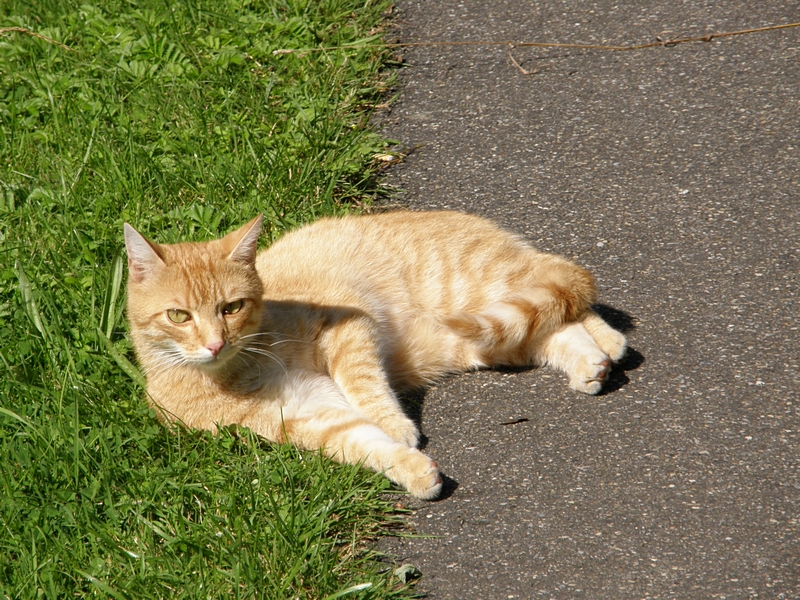 Liegende Katze