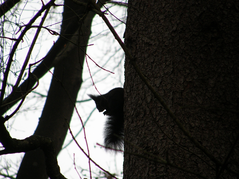 Eichhorn am Baum