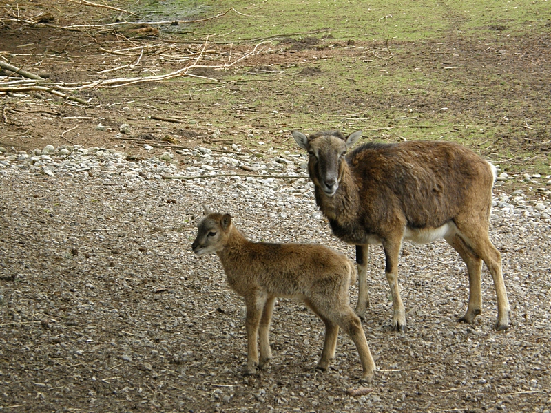 Mufflonjunges mit Mutter