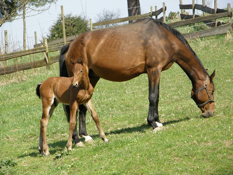 Pferd mit Fohlen