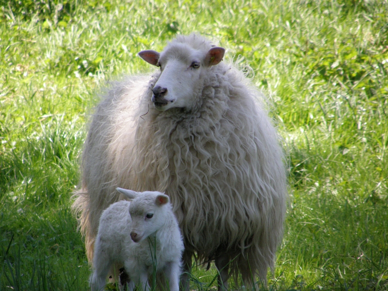 Moorschnucke mit Lmmchen