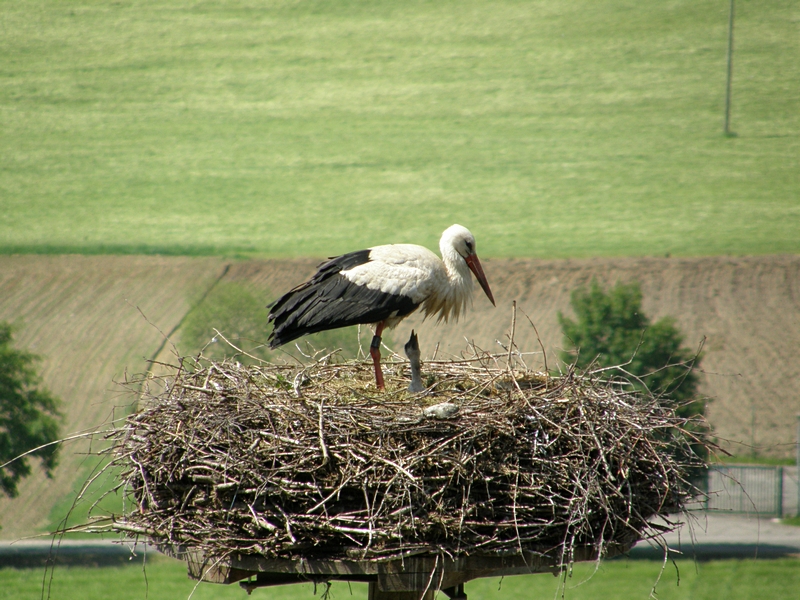 Storchenjunges im Nest