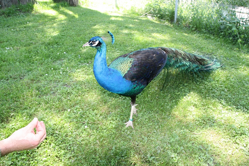 Pfau wird gelockt