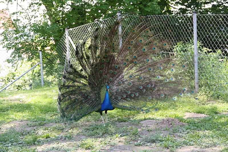 Pfau, Rad schlagend