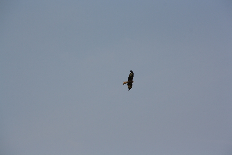 Raubvogel im Flug