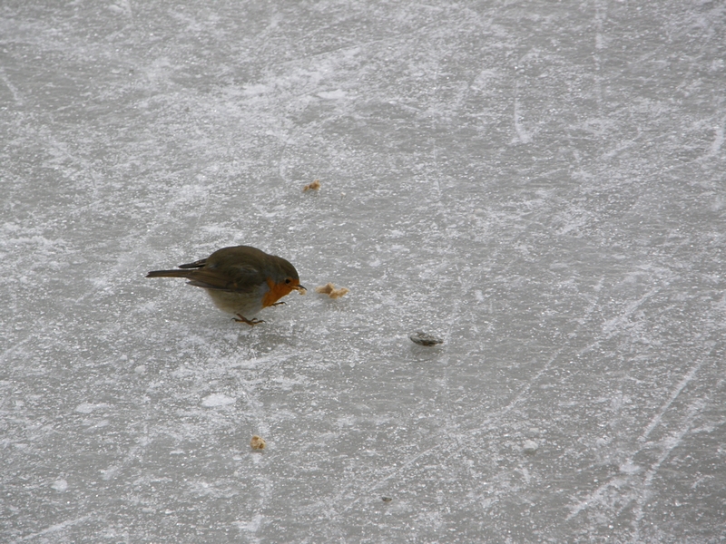 Rotkehlchen, Brosamen essend