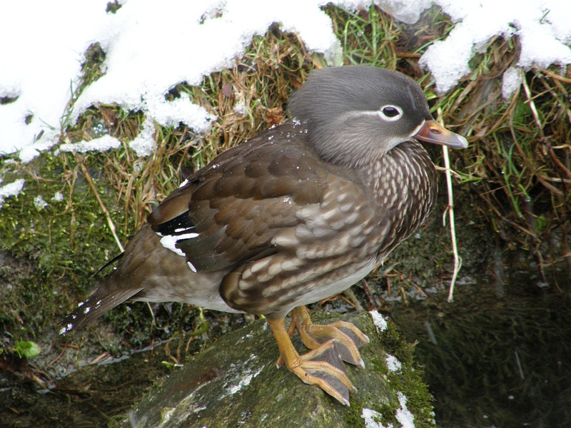 Mandarin-Ente (Weibchen) nah