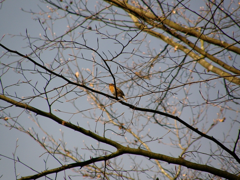 Rotkehlchen im Baum