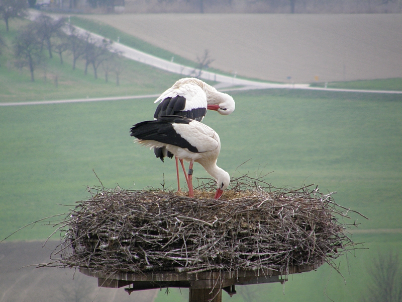 Strche im Horst