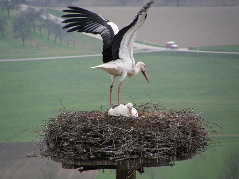 Storch mit ausgebreiteten Schwingen