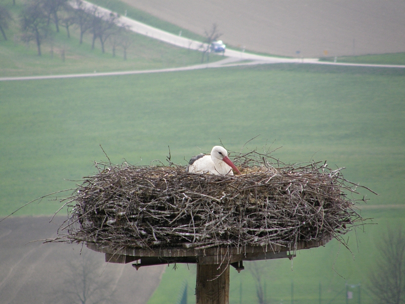 Storchenmutter biem Brten