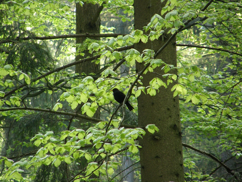 Amselhahn im Wald