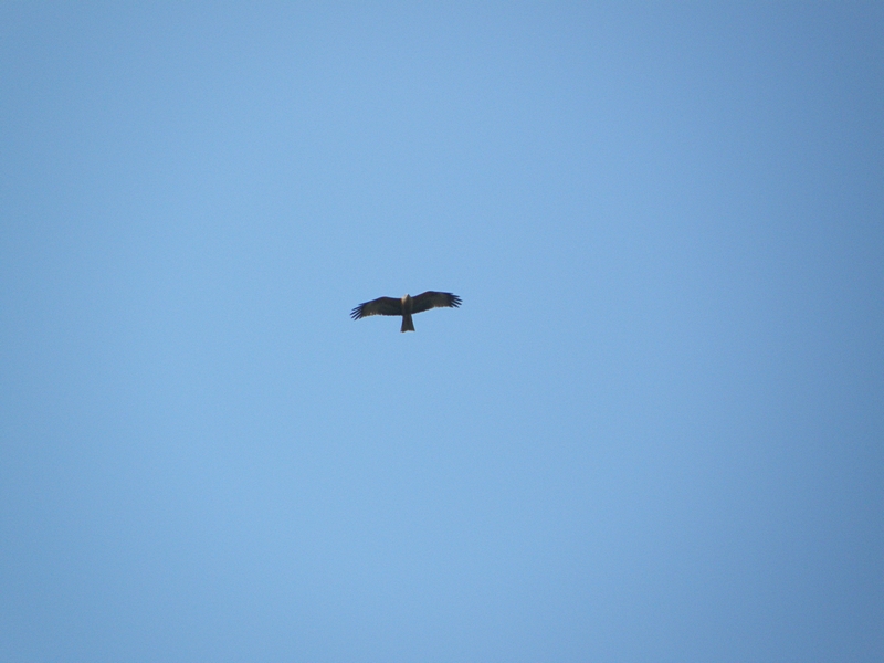 Fliegender Raubvogel in Berg