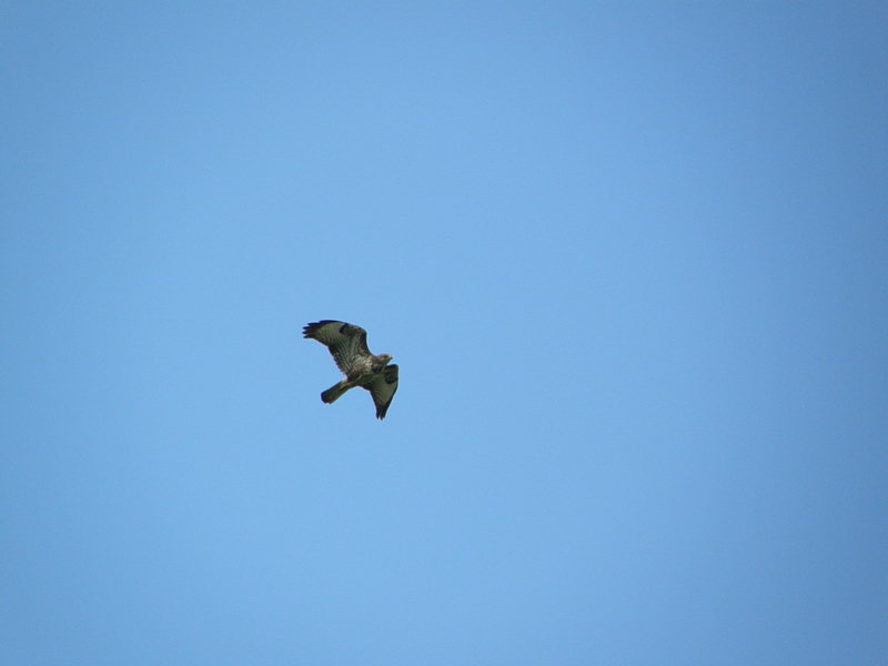 Bussard, auffliegend