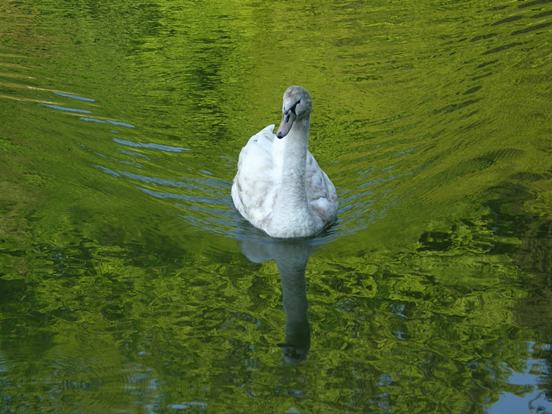 Schwan, heranschwimmend