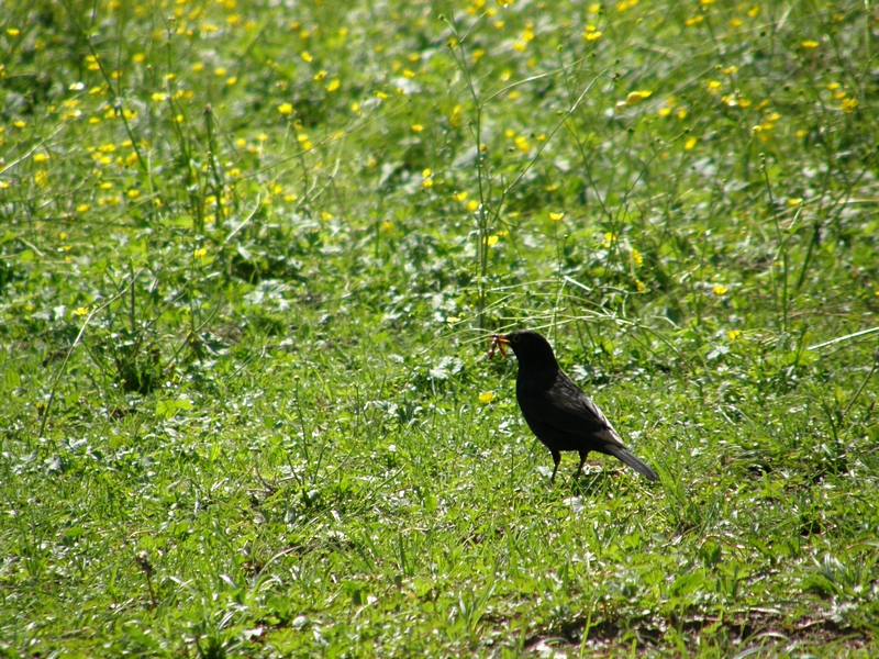 Amsel mit Beute