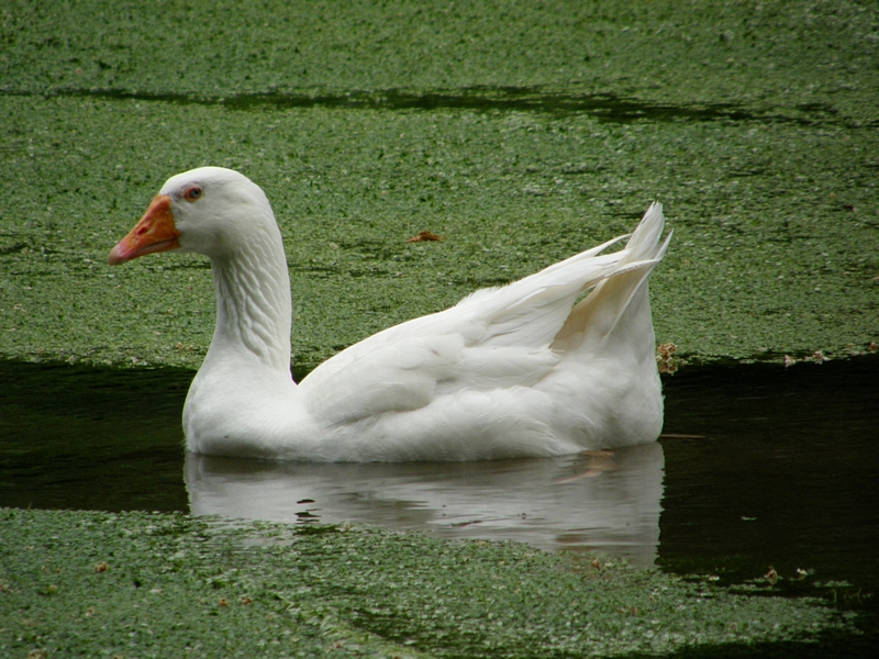 Gans in Wasserlinsen