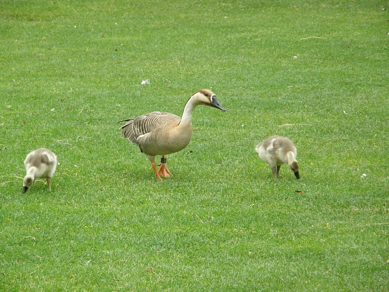 Gans mit Jungen