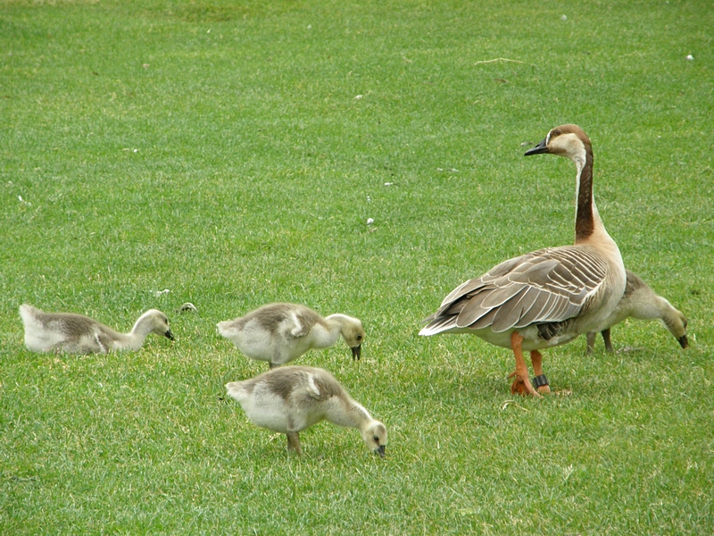 Gans mit Jungen auf Wiese