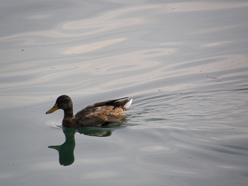 Schwimmende Ente