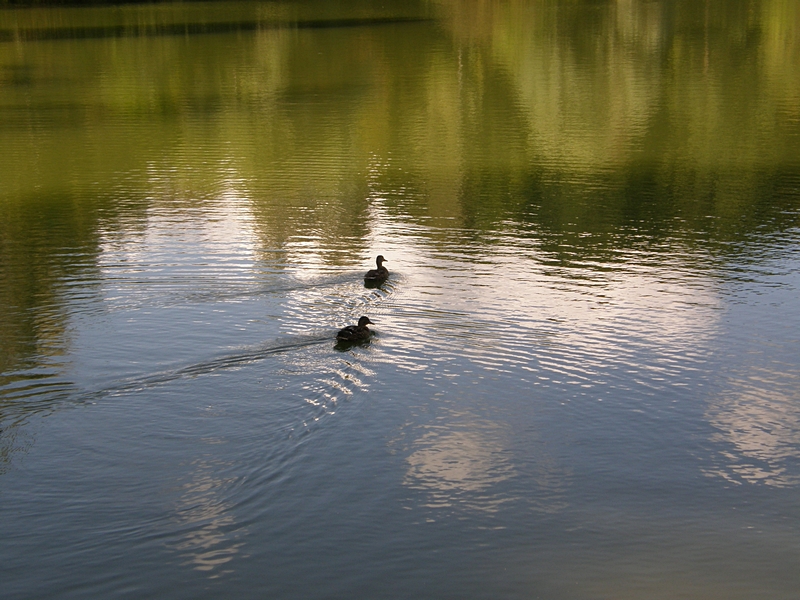 Enten am Kreuzbergweiher