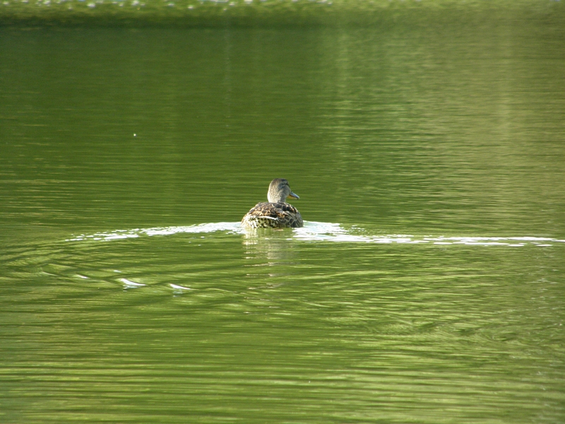 Ente entschwimmt