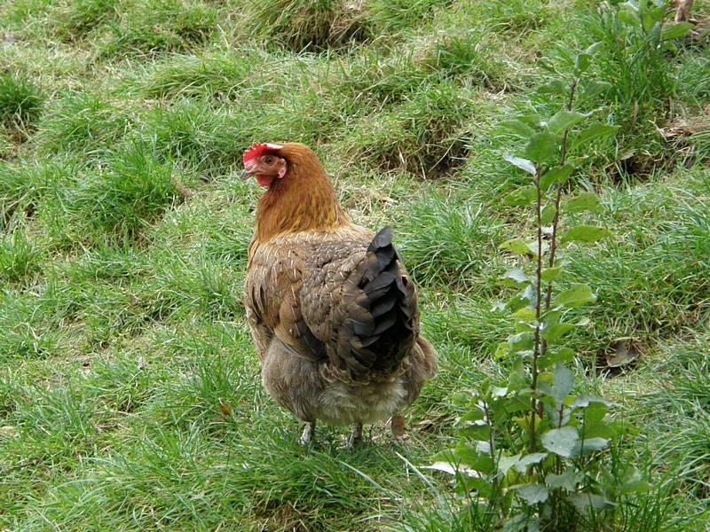 Henne, schrg von hinten